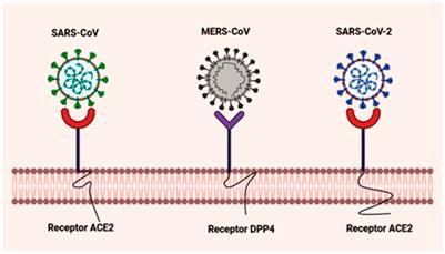 A Scoping Insight on Potential Prophylactics, Vaccines and Therapeutic Weaponry for the Ongoing Novel Coronavirus (COVID-19) Pandemic- A Comprehensive Review